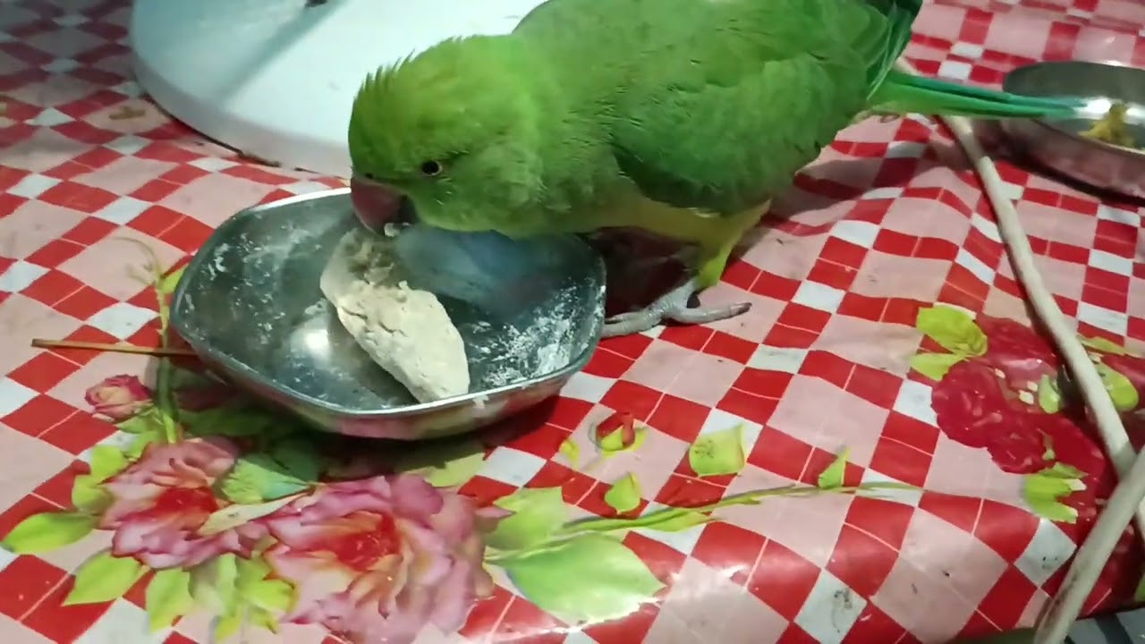 मिठु को आता बहुत पसंद है 😍🦜❤#loveyouleo #parrot #talkingparot #mithumithu #mithutota 2025