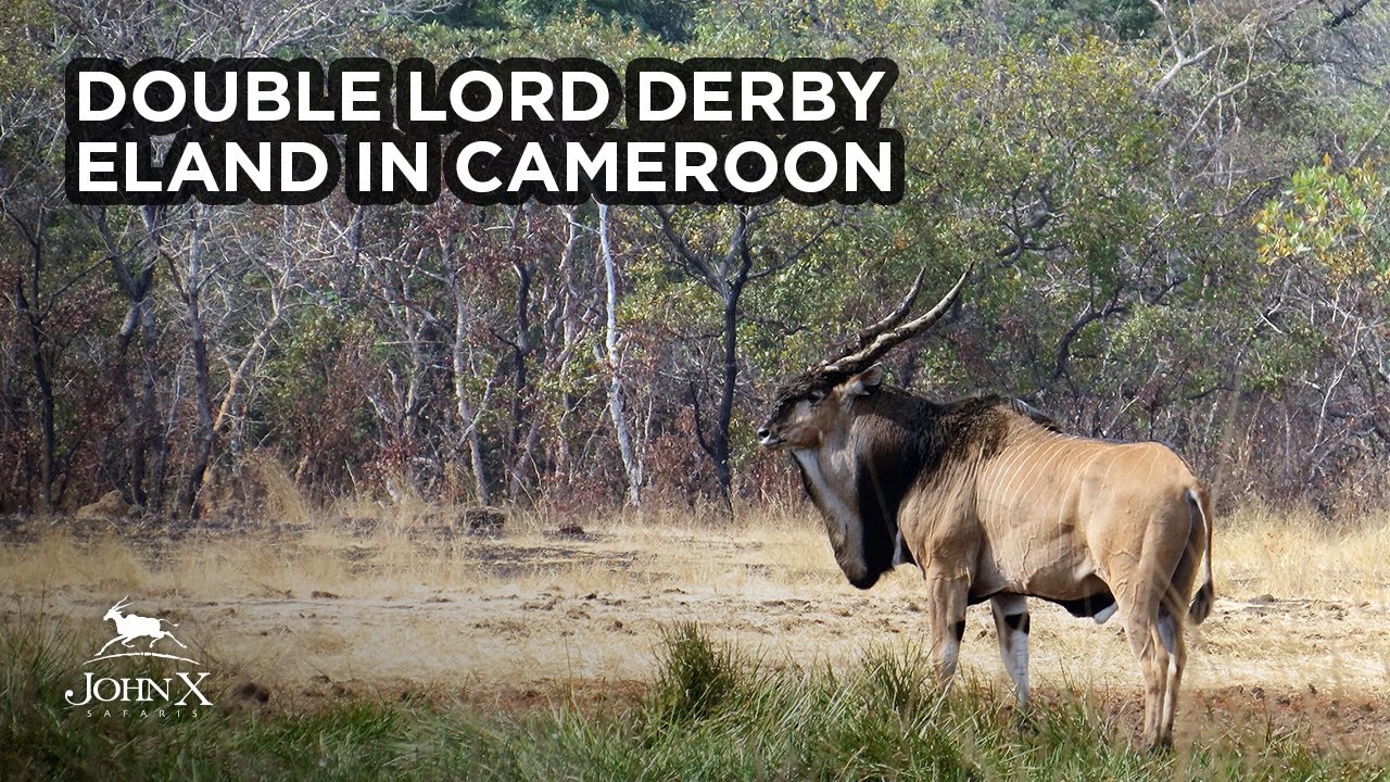 John X Safaris | Double Lord Derby Eland в Камеруне