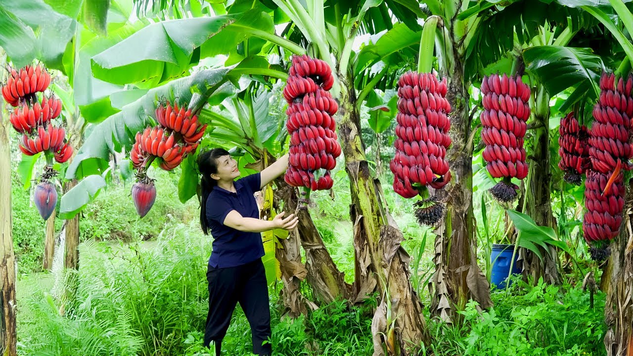 Harvest Red Banana, goes to the market to sell - Harvesting and Cooking |Tieu Vy Real Life