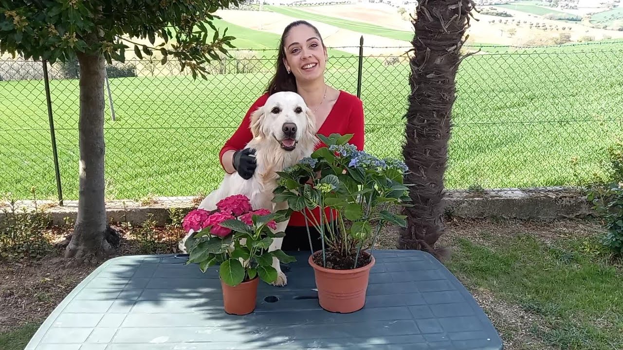 TUTTO SULLE ORTENSIE: Come COLTIVARLE e Come ottenere nuove piante a COSTO ZERO!!!! 4 APRILE