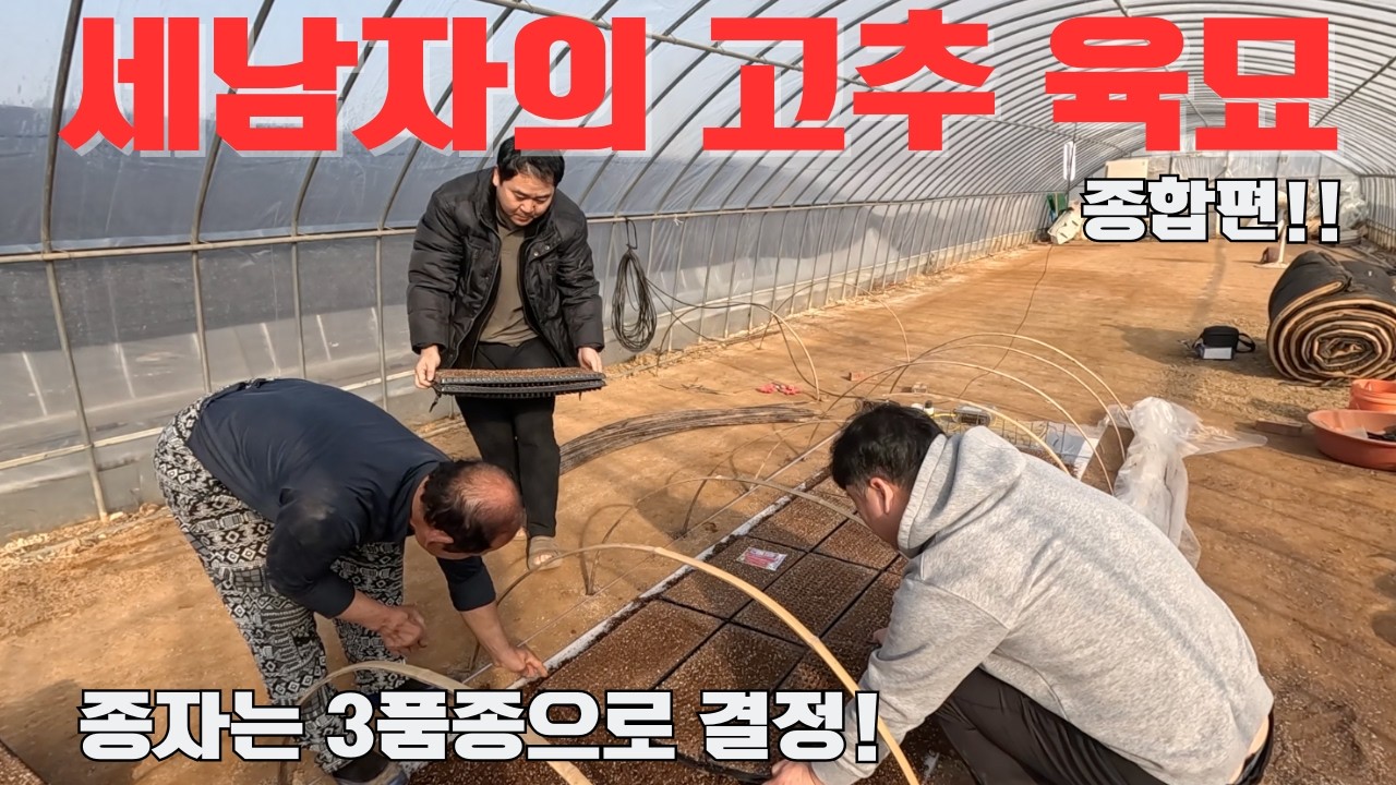 26년 육묘의 시작!!! 올해 다들 육묘 잘 하고 계신가요? 고추 육묘 기술을 공유합니다!!
