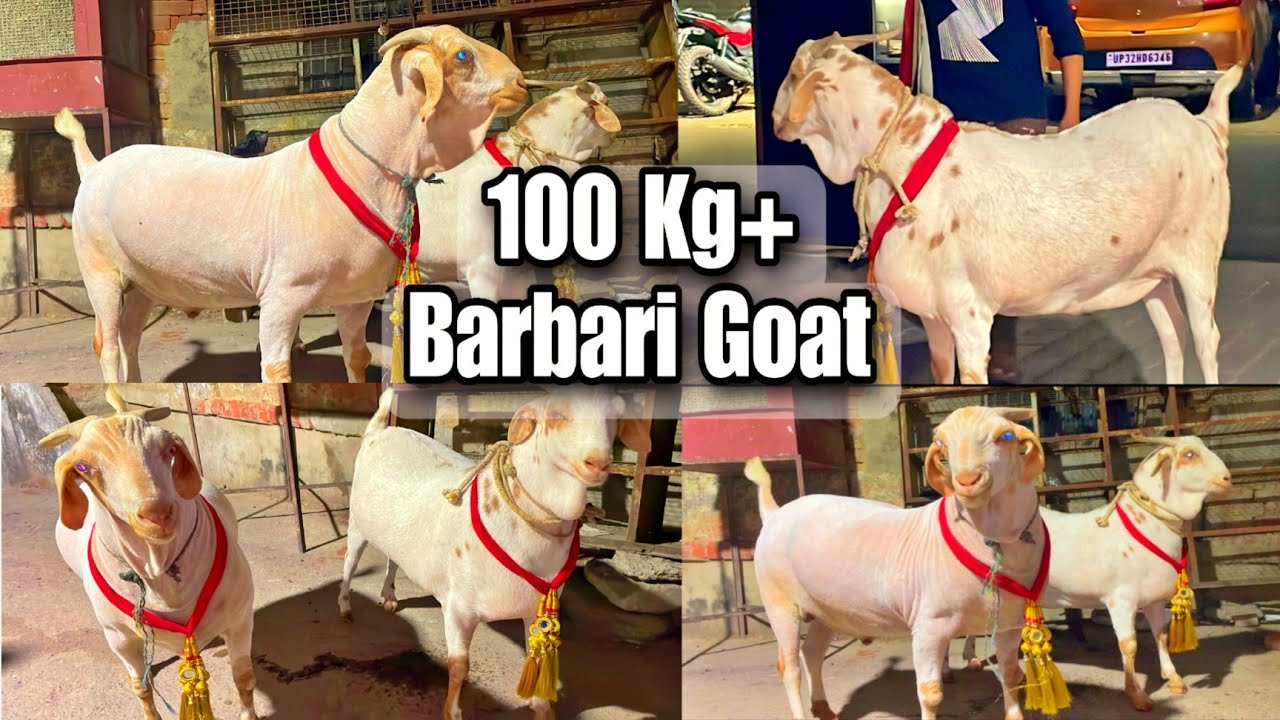 Heavyweight Goat 100 KG+ | Bilal Bhai Barbari goat | Bakra Eid 2023 | Lucknow UP