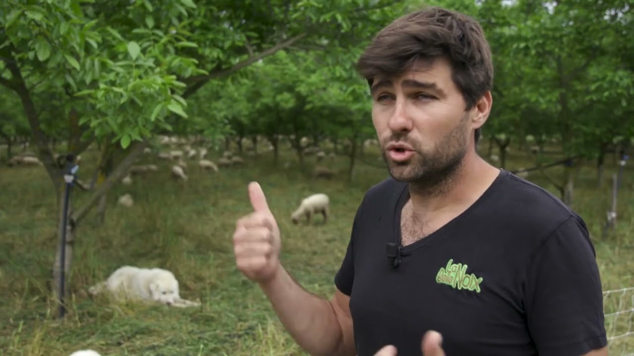 Des moutons sous les noyers - Noix de Grenoble - La vie du verger au printemps