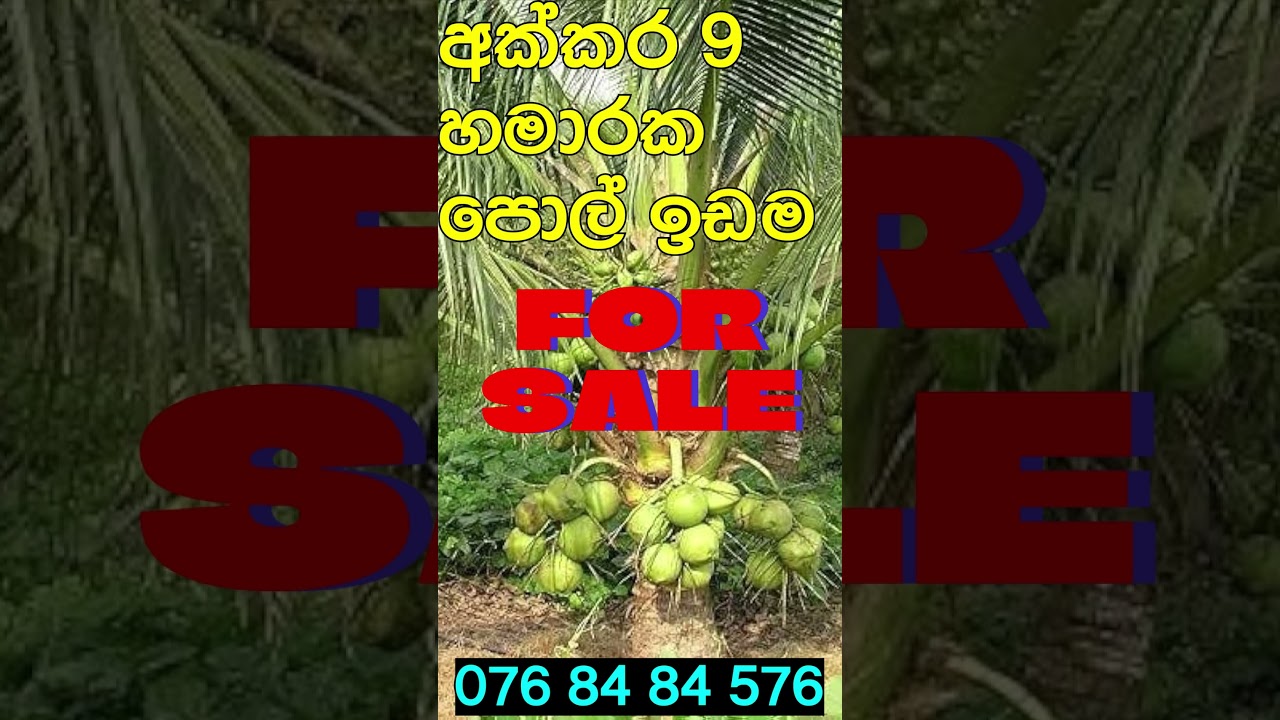 පොල්,කෙසෙල්,කජු හා දෙහි වගා ඉඩම සමග නිවස Coconut Land With House For Sale in Kurunegala | Idam Kadam