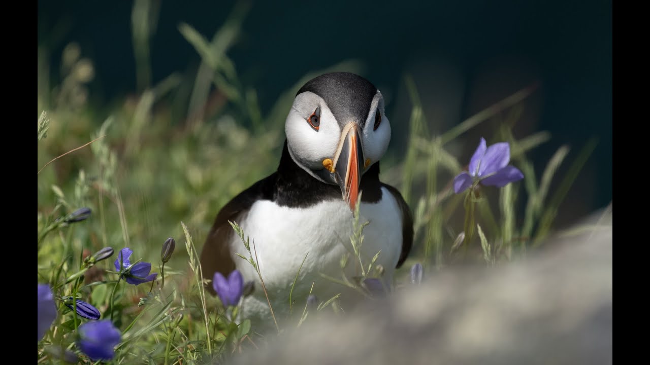 A Loveletter to Newfoundland
