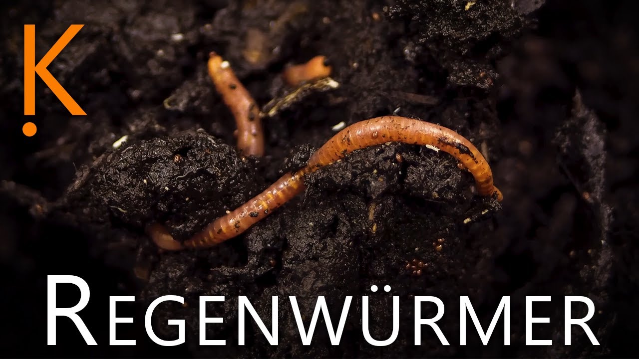 Regenw&uuml;rmer ☔ - 10 Fakten &uuml;ber die W&uuml;rmer im Erdboden