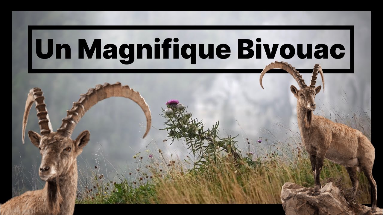 Observation des BOUQUETINS du Creux-du-Van dans le JURA !