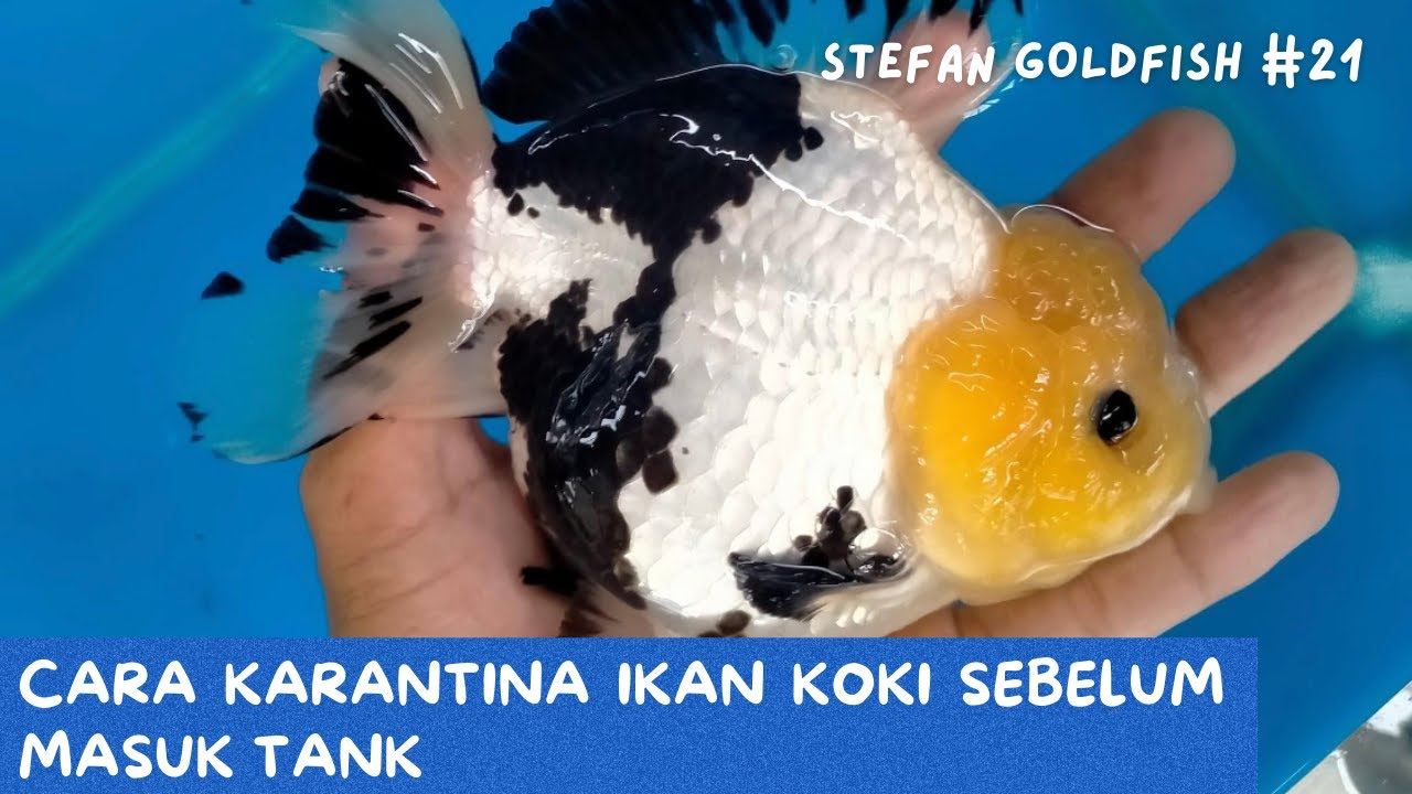 CARA KARANTINA IKAN KOKI SEBELUM MASUK TANK #karantinaikan