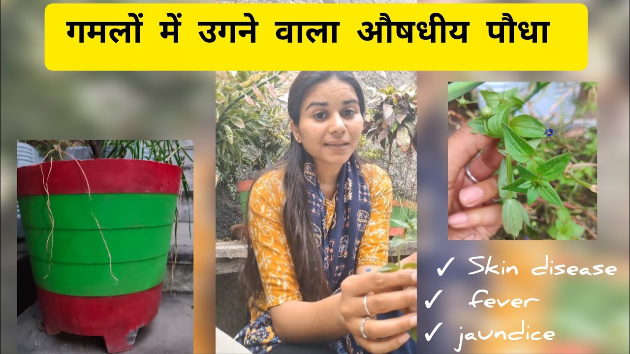 कृष्णनील (Anagallis arvensis ) ghar me ugne vala औषधीय पौधा #ayurved #bams # health #viralvideo 