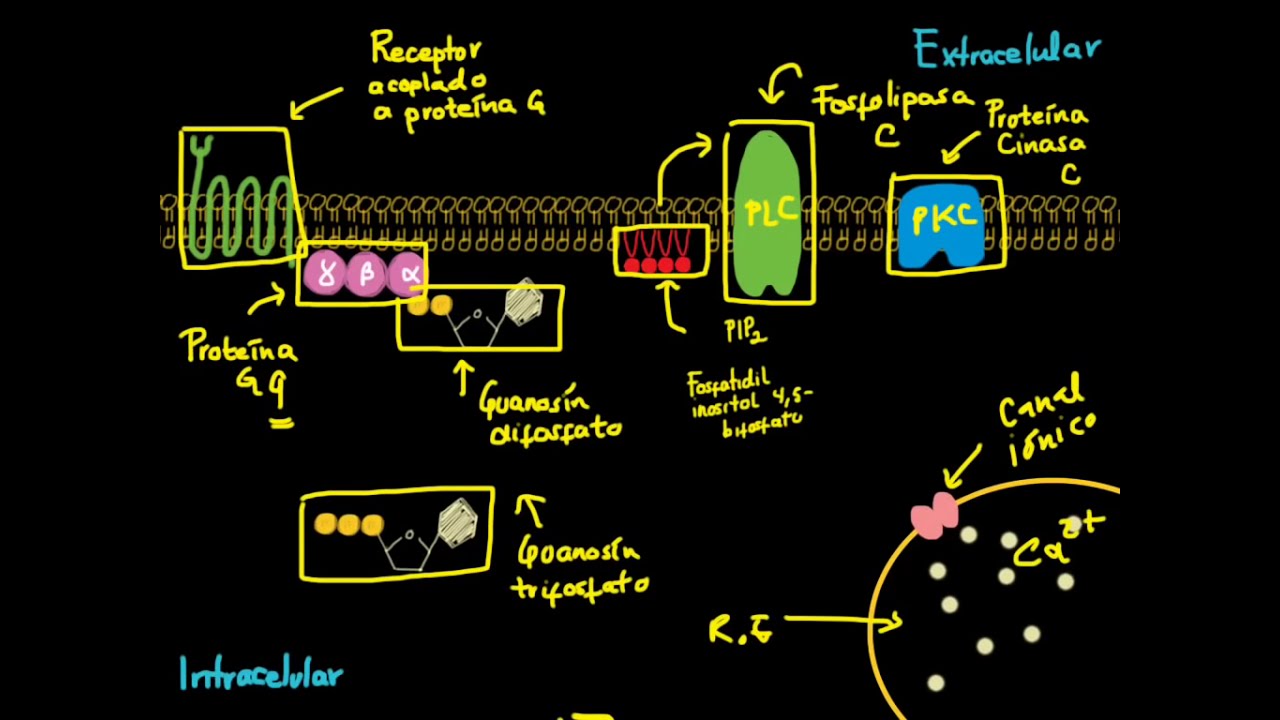 Receptor acoplado a Proteína G - Fosfolipasa C  (PLC) -Proteína Cinasa C (PKC)