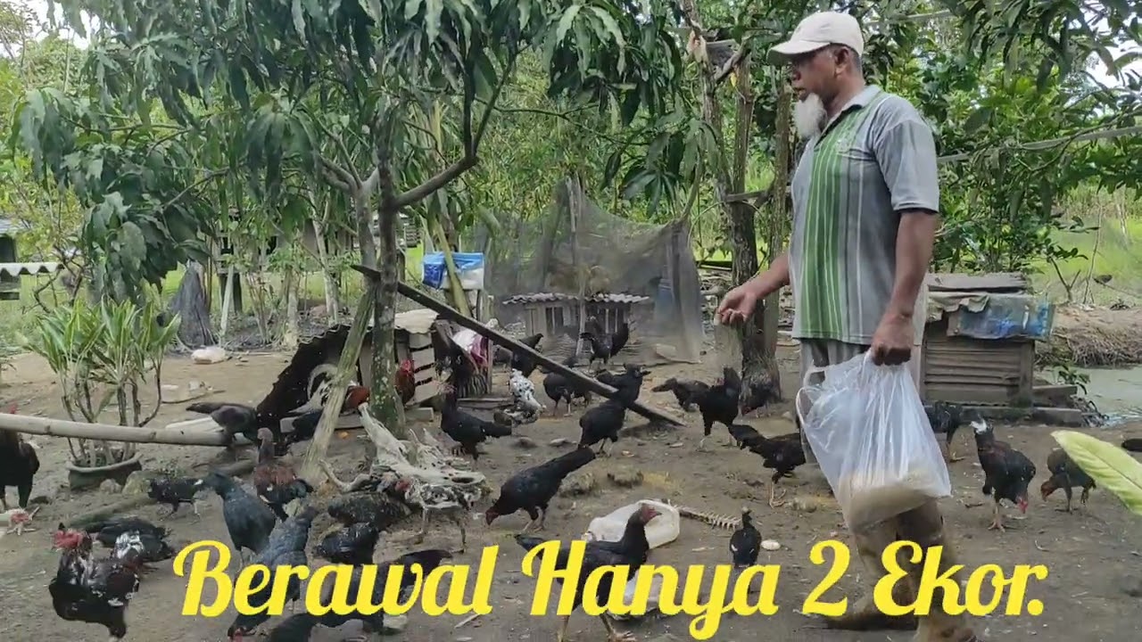 Sukses Ternak 2 Ekor Ayam Kampung Jadi Ratusan.