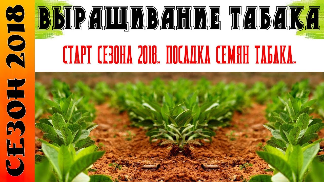 СТАРТ Сезона 2018. Посадка семян табака и махорки. Инструкция по посадке.