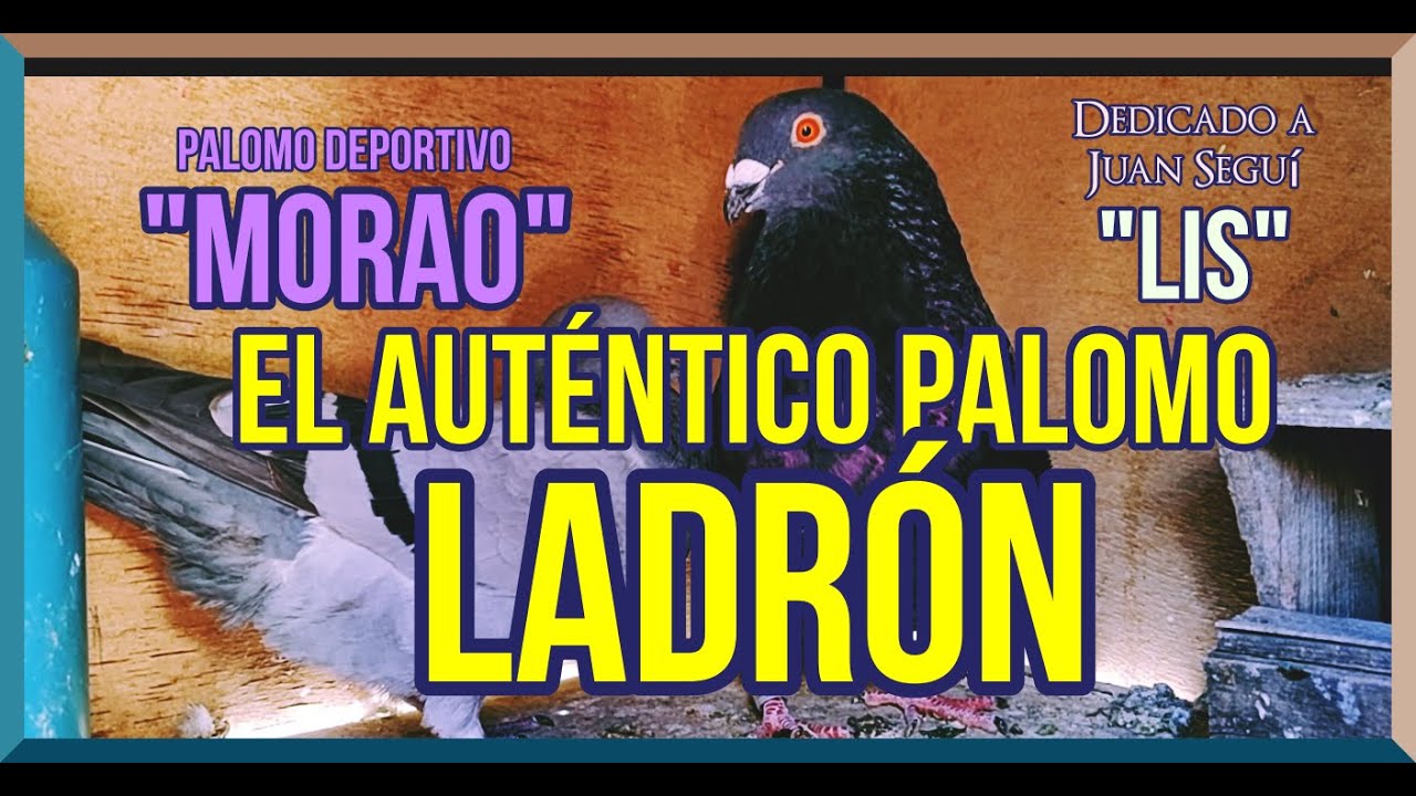 El Auténtico Palomo Ladrón. Dedicado a Juan Seguí 