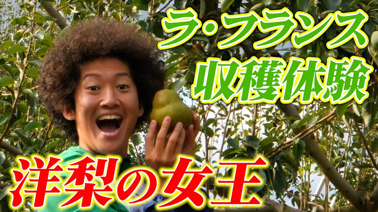 山形！洋梨の女王「ラ・フランス」収穫体験してきたら知らないこと多すぎた。。。！【河北町】