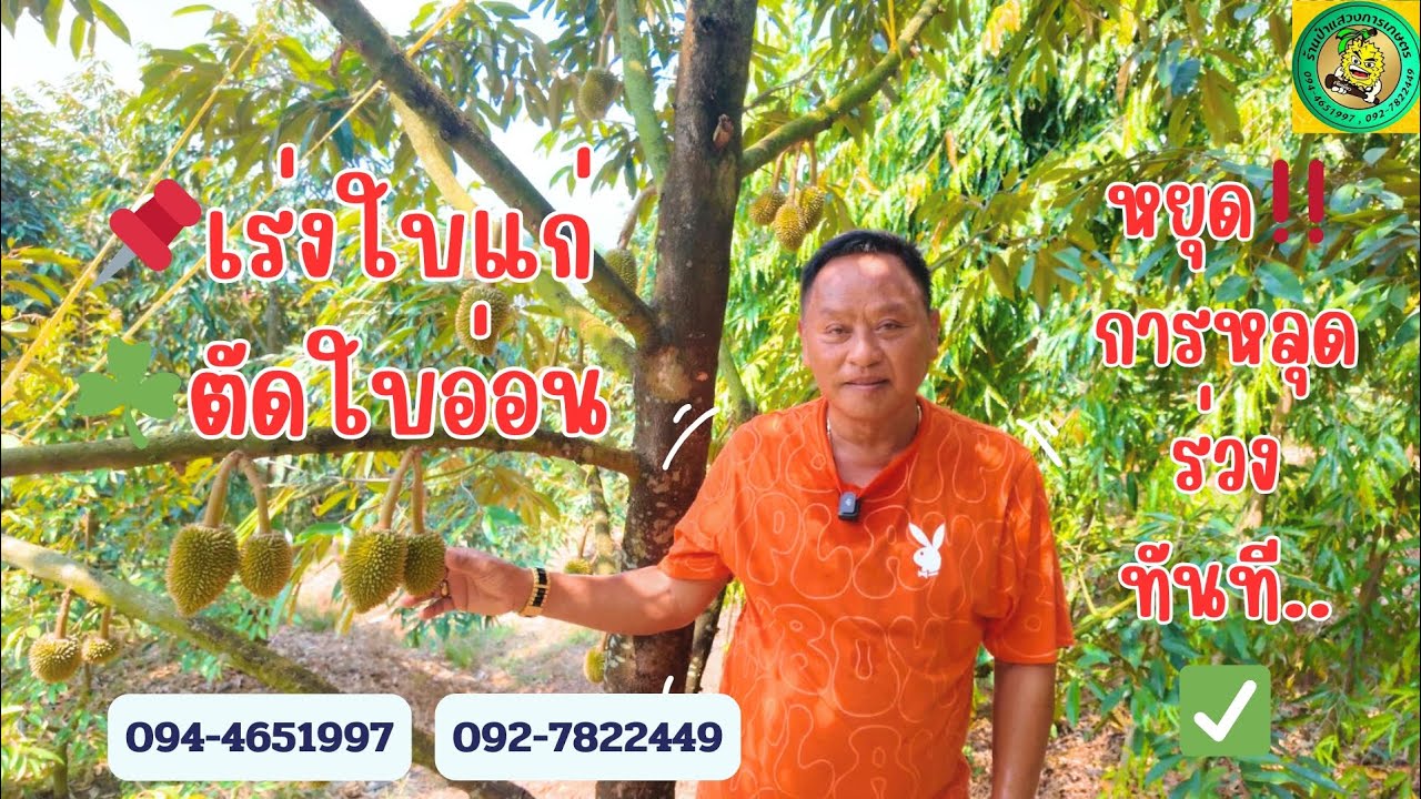 EP | 579 📍เร่งใบแก่☘️ตัดใบอ่อนหยุด‼️การหลุดร่วงทันที✅💚
