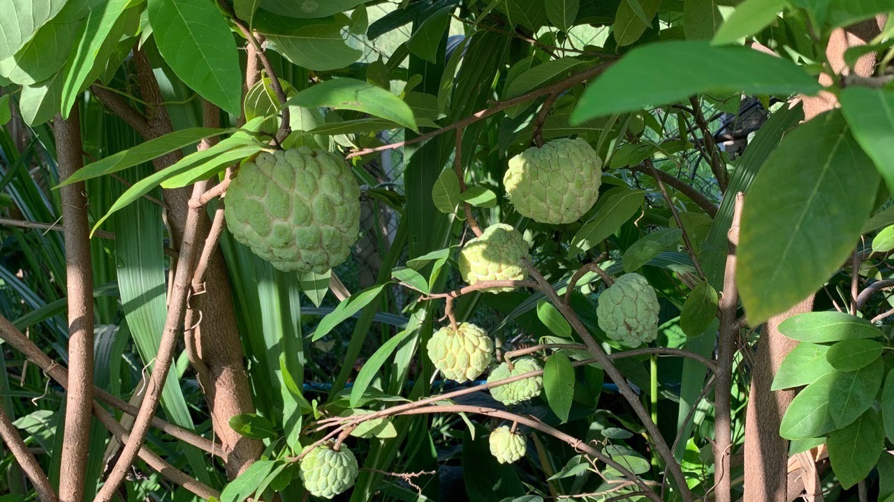 Growing Sugar Apple Tree at Home-How to Plant Custard Apple Tree from Seeds
