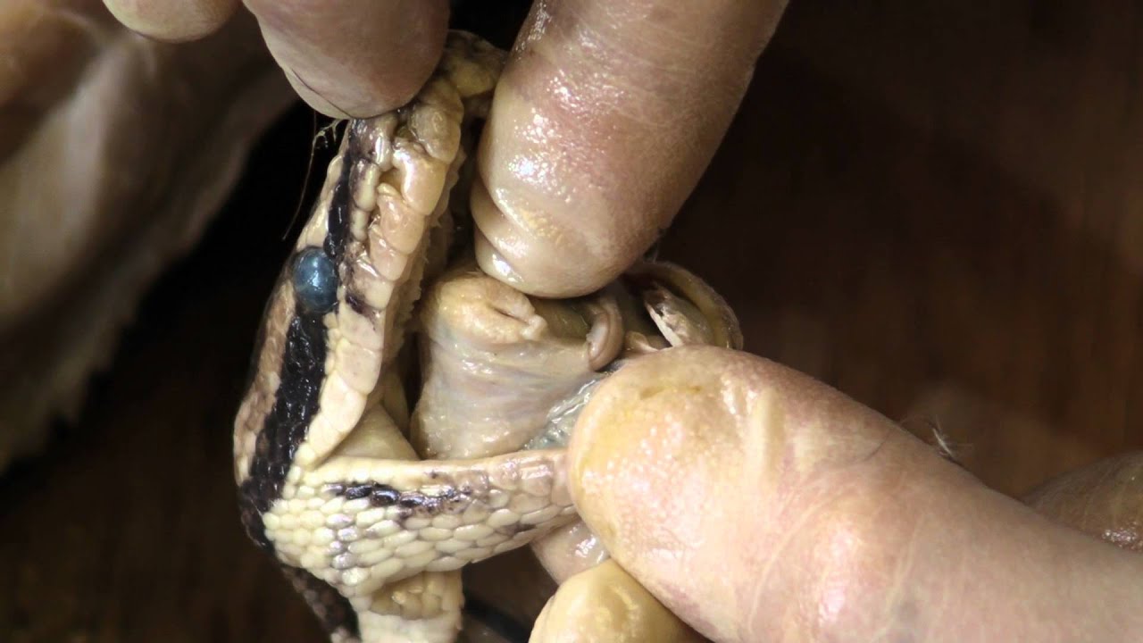 Reptiles: anatomy of a snake