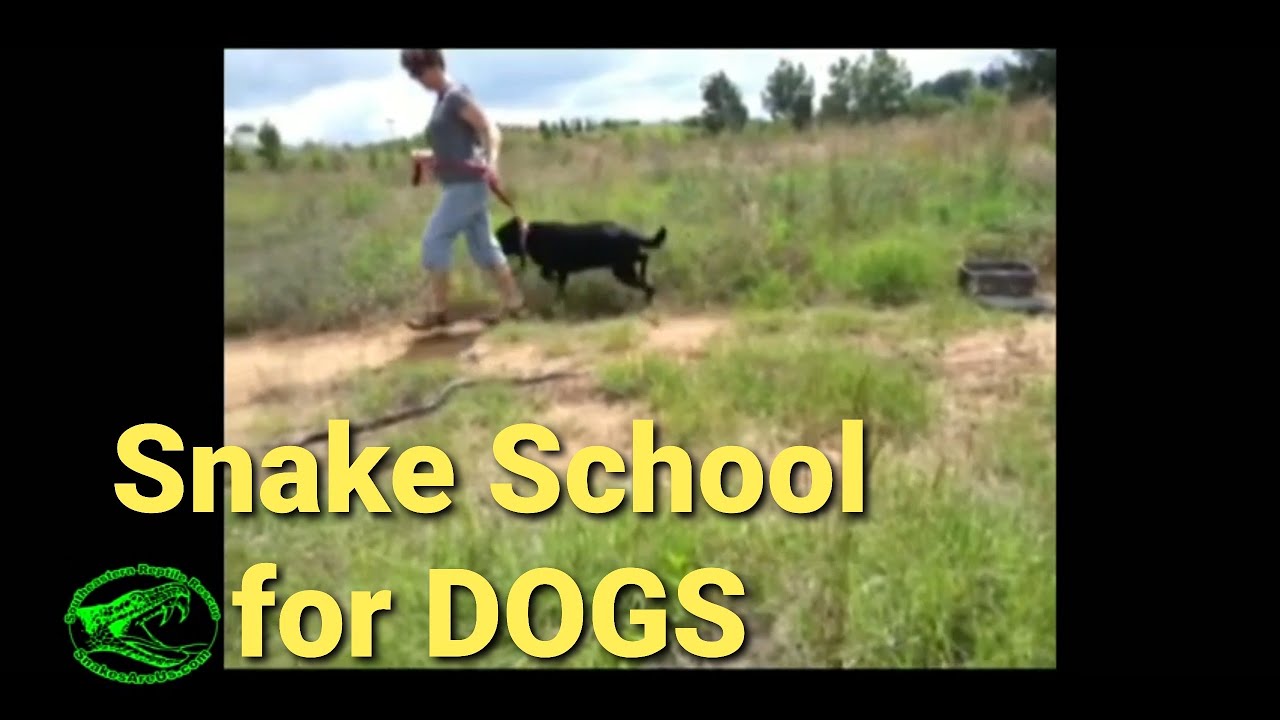 Snake Aversion Training for DOGS