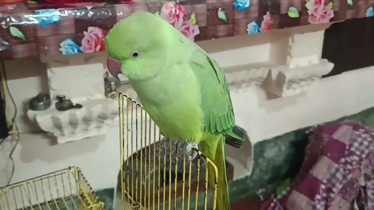 Talking parrot 🦜// baate sihkne wala mithu parrot @mithurajavlogs23