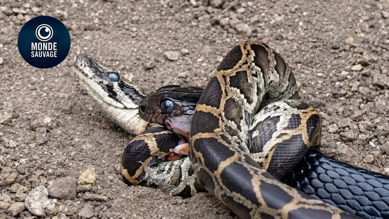 Les Attaques De Serpents Les Plus Incroyables Jamais Film&eacute;es Sur Terre | Animaux Sauvages