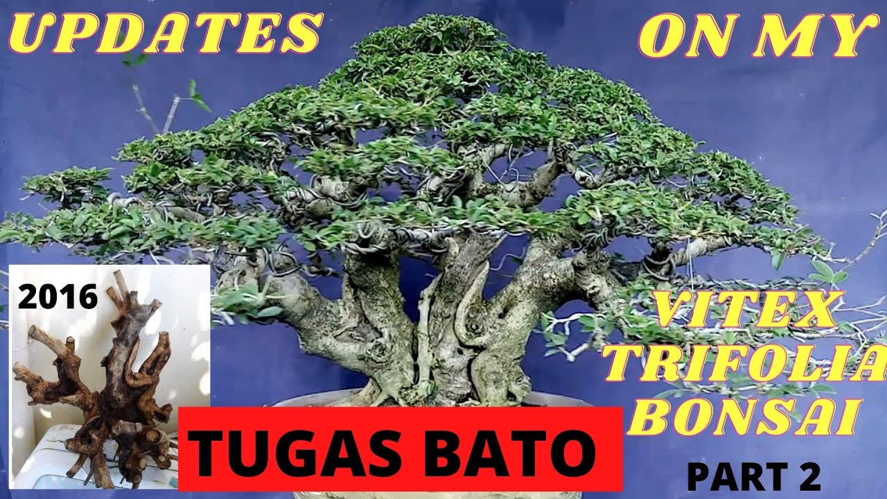 UPDATE ON MY VITEX PARVIFLORA BONSAI / UPDATE SA AKING VITEX PARVIFLORA BONSAI