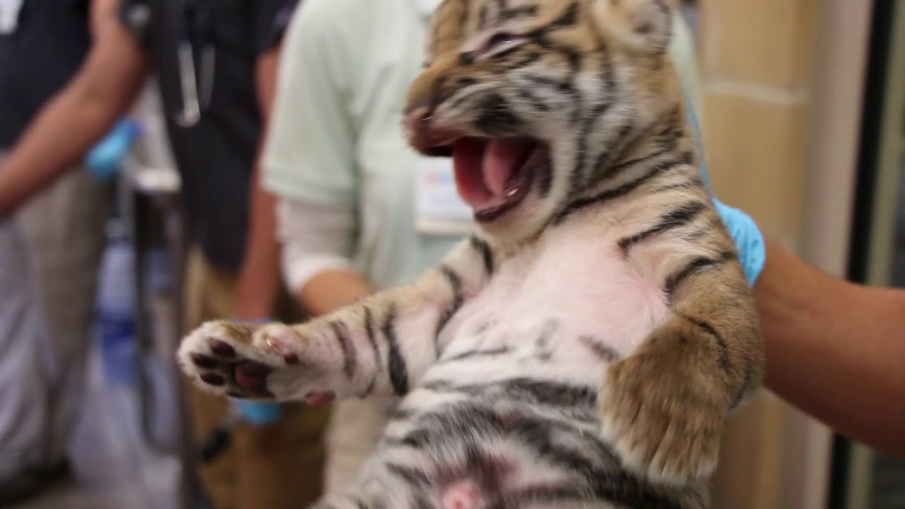 Sumatran Tiger Cubs Neonatal Exam