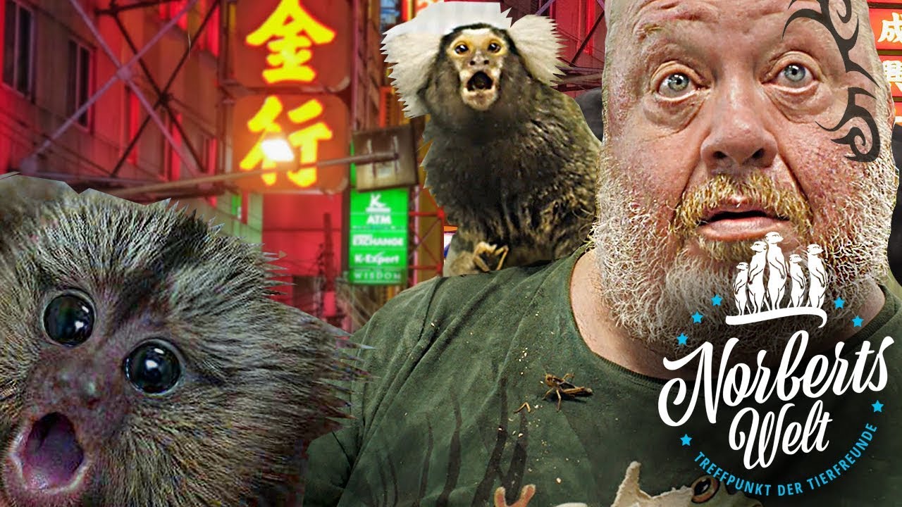AFFENBABY GERETTET! | Weissbüschelaffen aus NORBERTS WELT | Zoo Zajac
