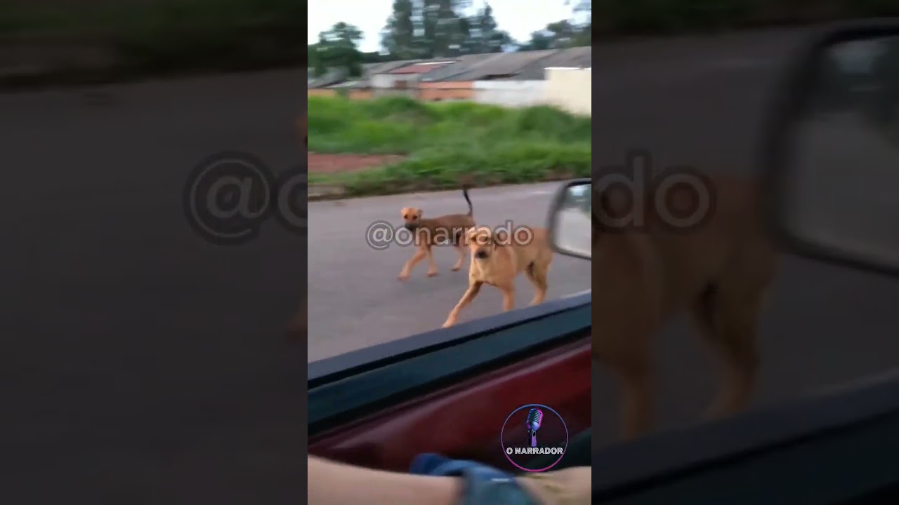 Caramelo foi pego PJL #animaisengra&ccedil;ados #caramelos #cachorro #preso
