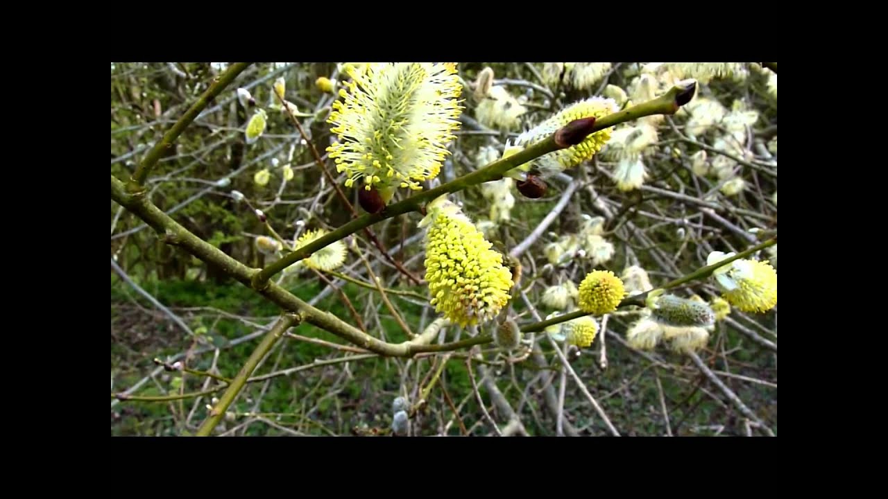 Goat willow (Salix caprea) male catkins attracting bees and insects.