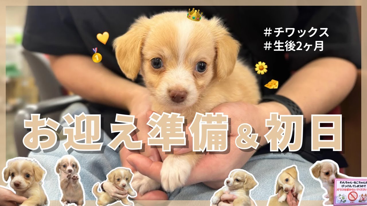 【お迎え初日】生後2ヶ月のチワックスの仔犬をお迎えしました！