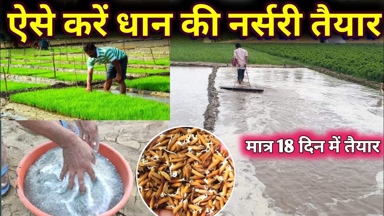 धान की नर्सरी 100% अंकुरित कैसे करें  | धान की नर्सरी कैसे बोये | dhan ki nursery kaise taiyar kare