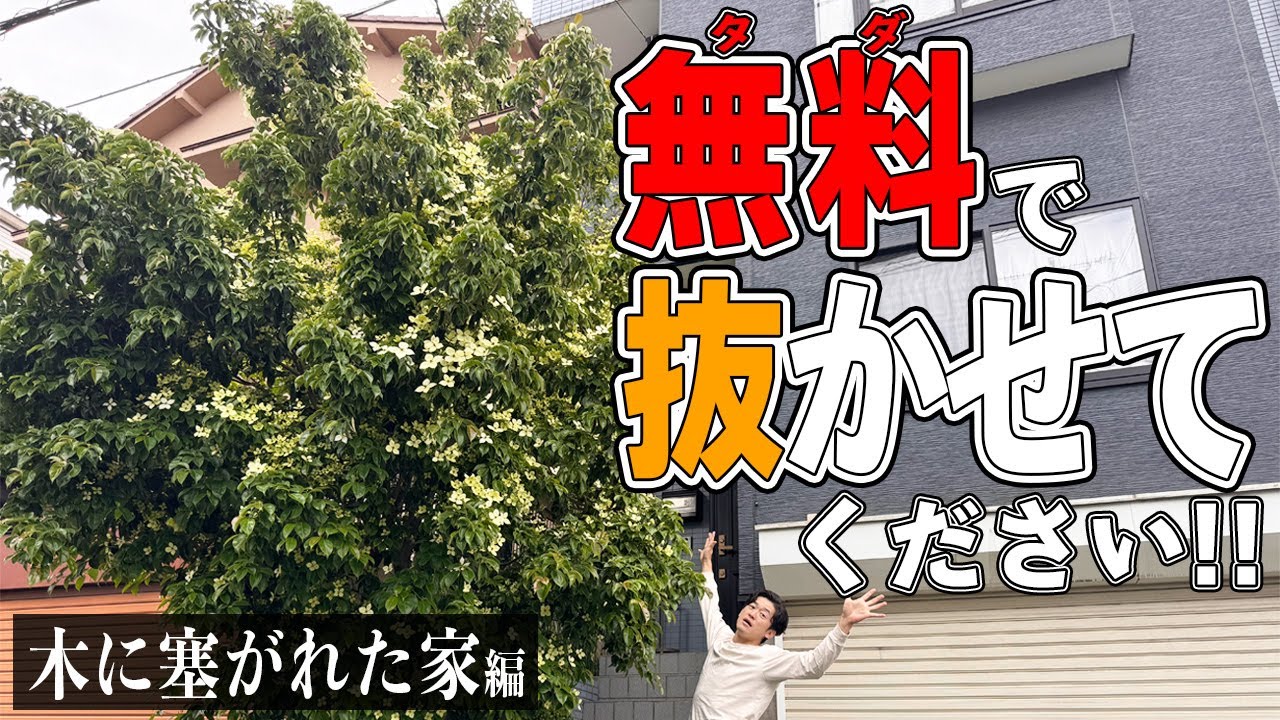 【狭い場所に植えるな】幅 30センチに植えられた木の15年後の結末【常緑ヤマボウシ】