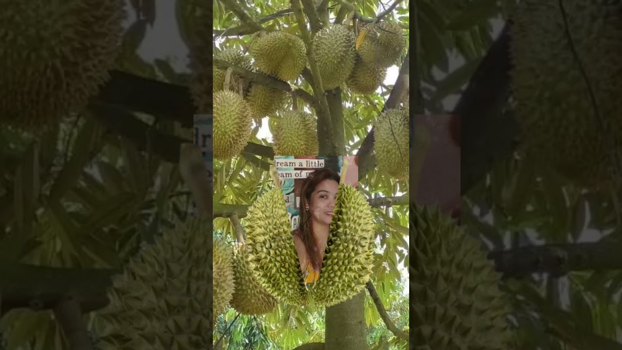 Tastety stinky durian#durian