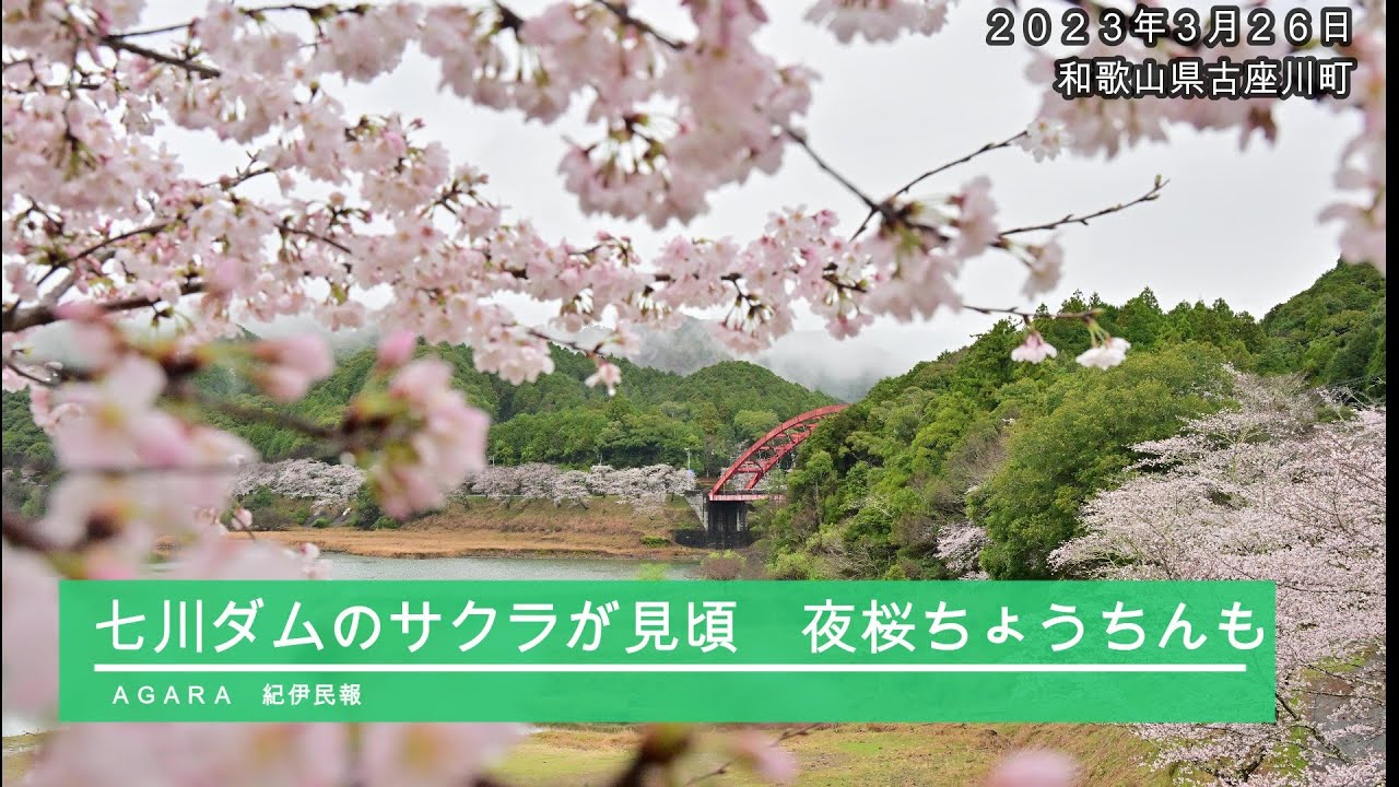 七川ダム湖畔で桜見頃　古座川町、幻想的なちょうちんも