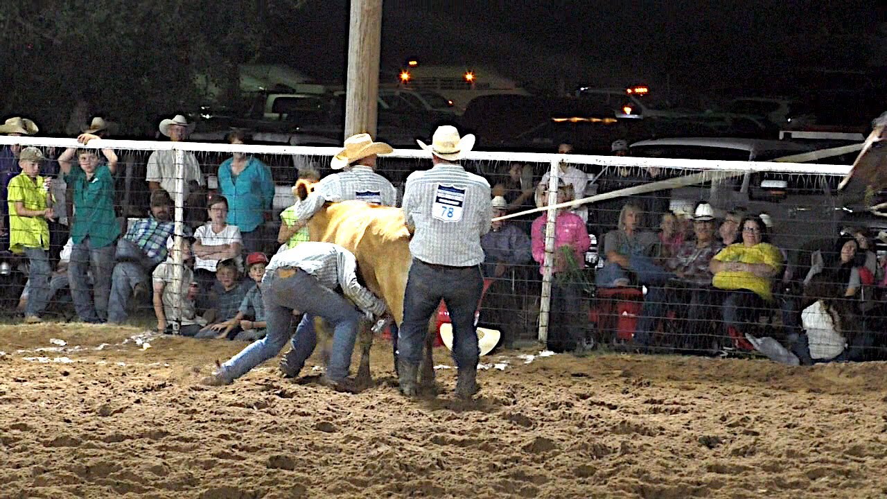 Wild Cow Milking - 2019 Motley Dickens Old Settlers Rodeo (Saturday)