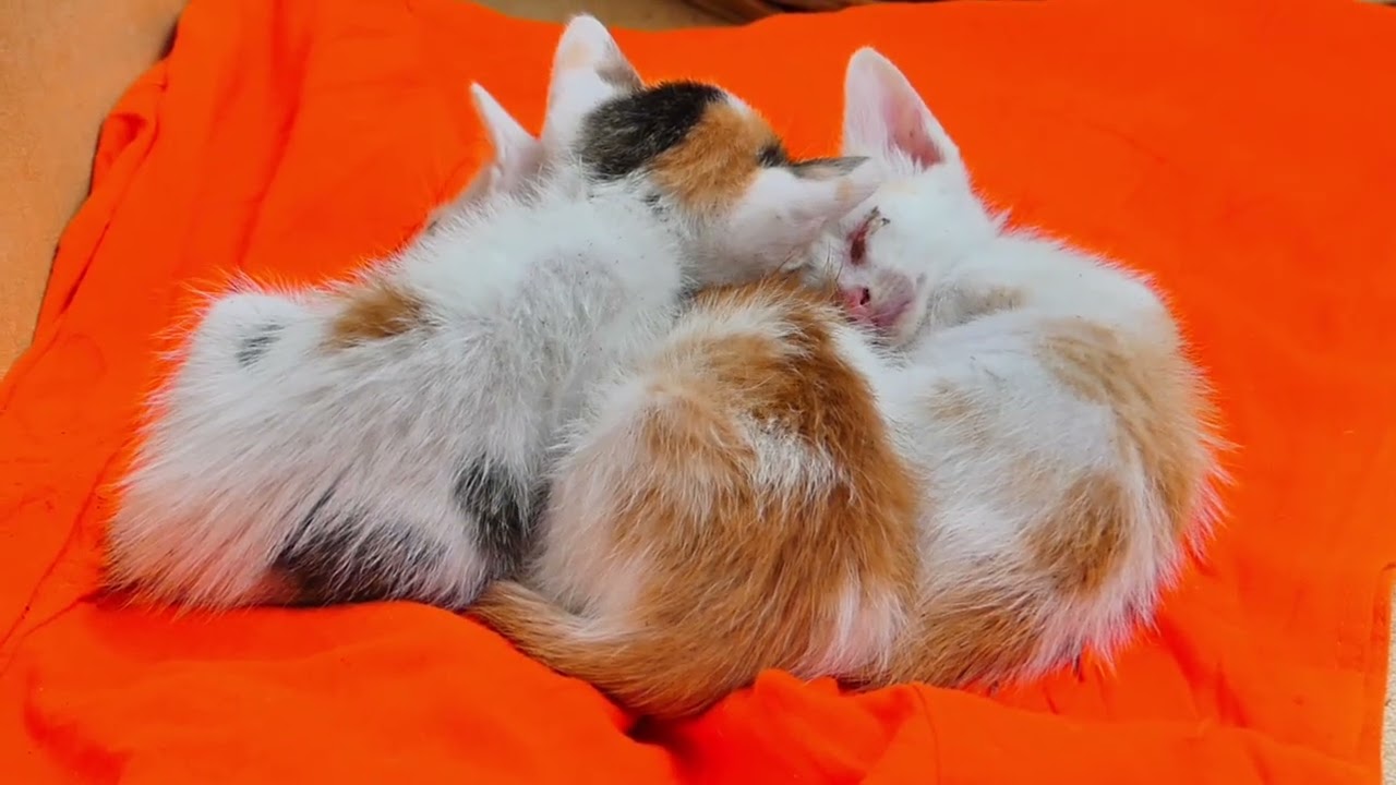 Very lovely the little kittens are sleeping together