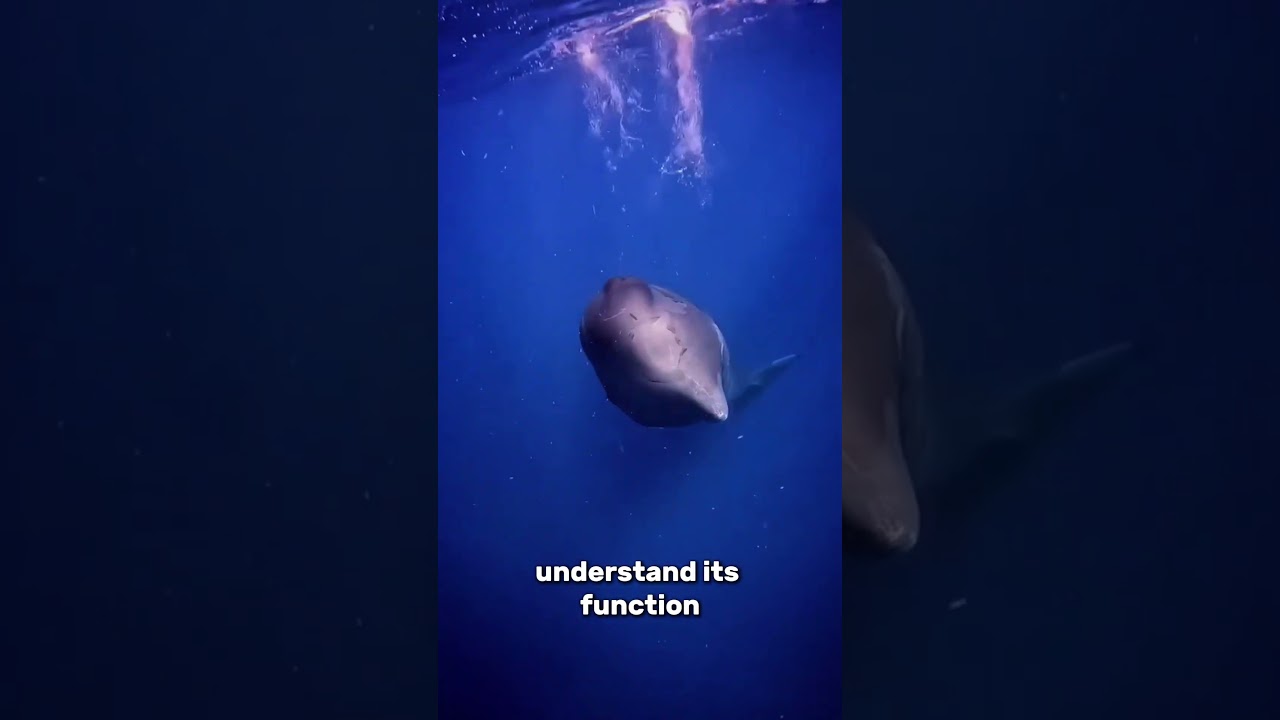 How Sperm Whales Sleep: The Strangest Sleep Cycle in the Animal Kingdom! 🐋😴
