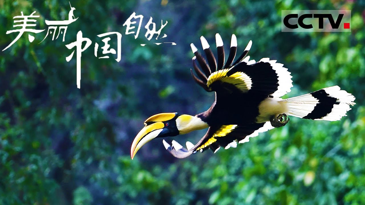 前方到站：云南犀鸟谷 又到最美观鸟季 一起走进“鸟之秘境”！《美丽中国自然》 云南德宏系列【CCTV纪录】