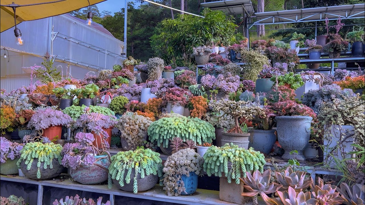[4K] NGỌN ĐỒI SEN ĐÁ TUYỆT ĐẸP CỦA BẠN ĐOÀN BÁ VƯƠNG | 다육식물 | 多肉植物 | Suculentas