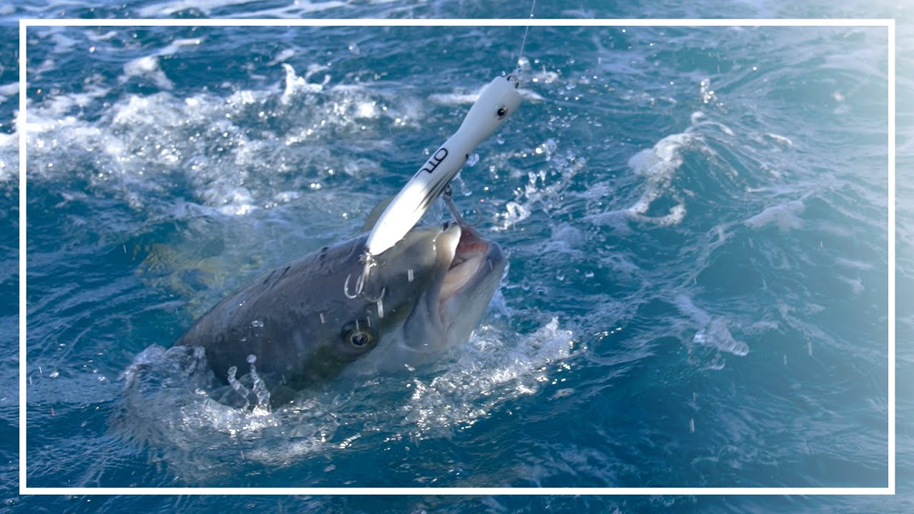 KINGFISH PARADISE, D'Urville Island   Shimano Trip