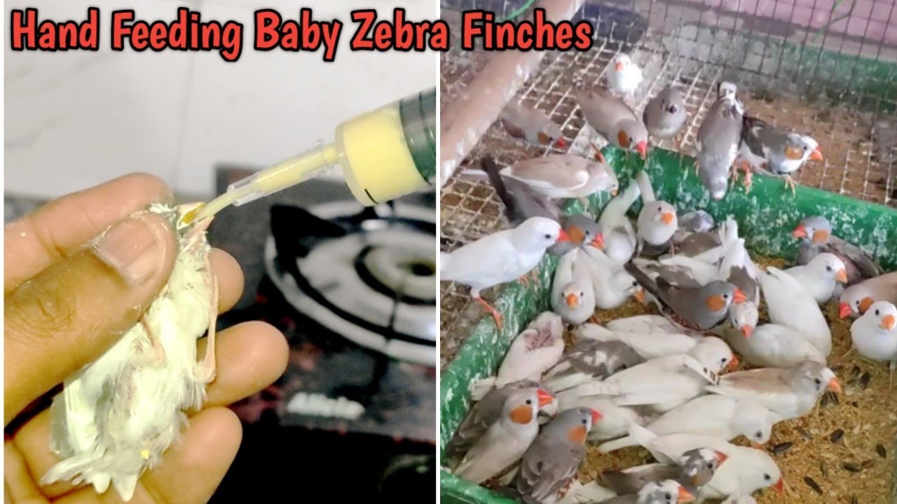 Hungry Zebra Finches/Hand Feeding Zebra Finches.