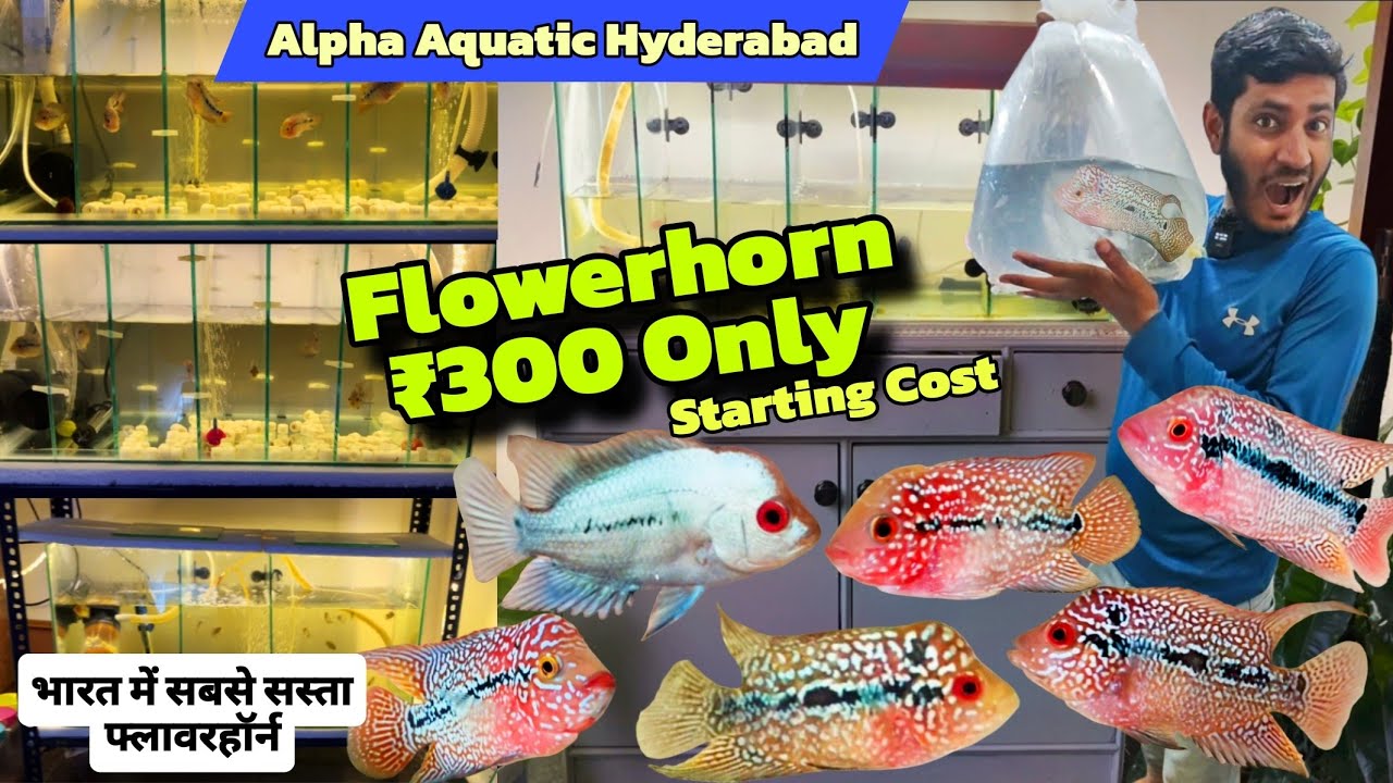 Alpha Aquatic Hyderabad , Cheapest Flowerhorn , Kamfa | SRD | Thai silk | SRM