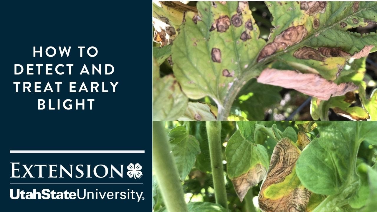How to Detect and Treat Early Blight