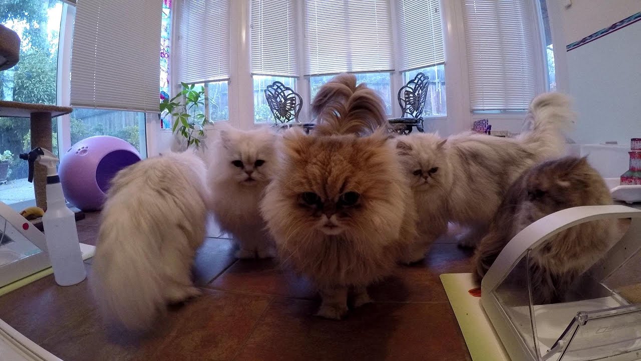 15 12 20 Mythicbells Yeti Sanctuary morning feeding chaos