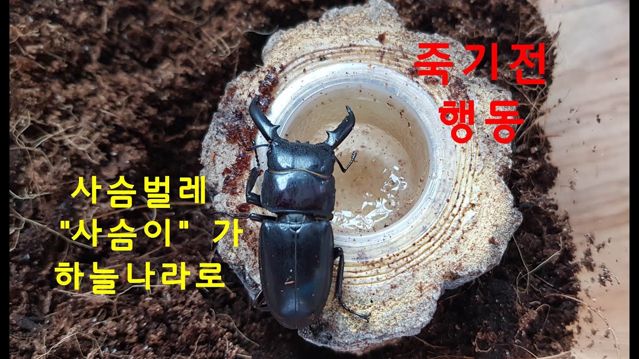 [사슴벌레]