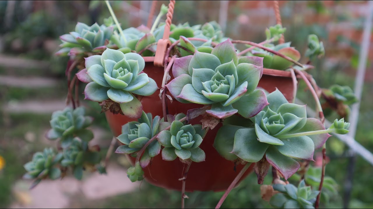 Cuidados de la Graptoveria jadeita