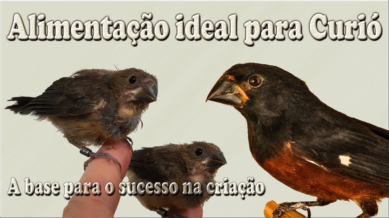 Alimentação ideal para Curiós a base para o sucesso na criação dessa espécie !!!!