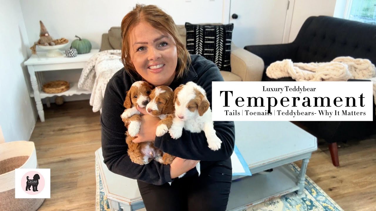 Why Tedybear Goldendoodles Have The Best Temperament