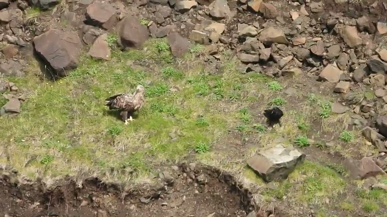 White-Tailed Eagle Eating Fish | Raven Waiting Nearby For Scraps | Dunvegan Head, Isle of Skye  🦅🐟