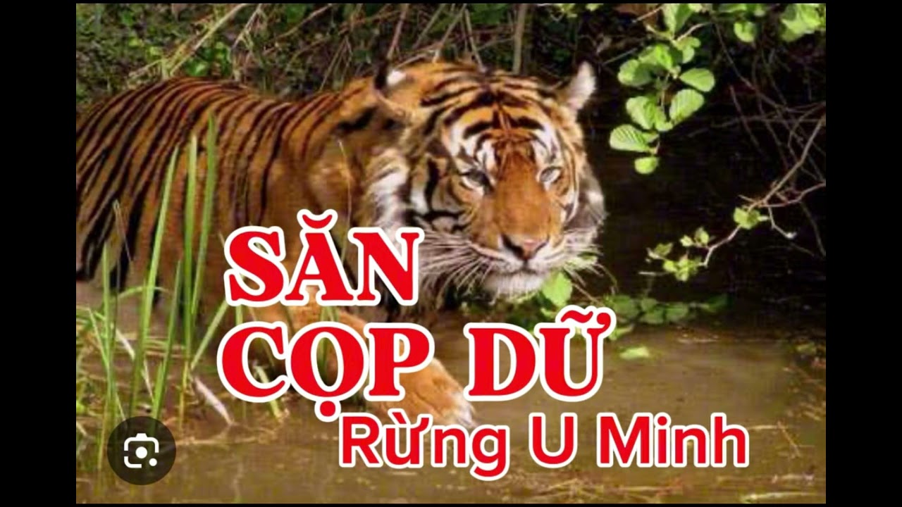 SĂN CỌP DỮ RỪNG U MINH | Lê Anh diễn đọc